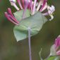 Lonicera implexa Aiton