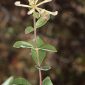 Lonicera periclymenum L.