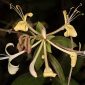 Lonicera periclymenum L.