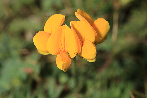 Lotus alpinus (DC.) Ramond