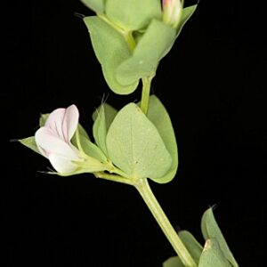 Lotus conimbricensis Brot.