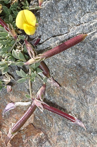 Lotus corniculatus subsp. glacialis (Boiss.) Valdés