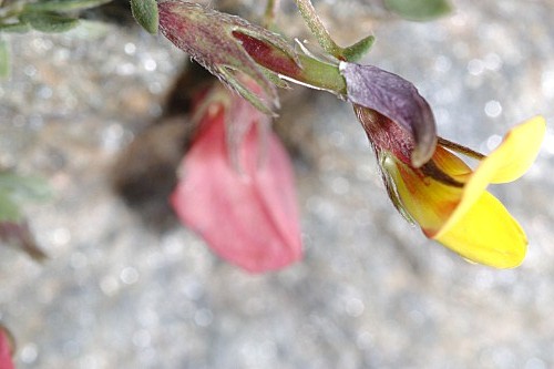 Lotus corniculatus subsp. glacialis (Boiss.) Valdés