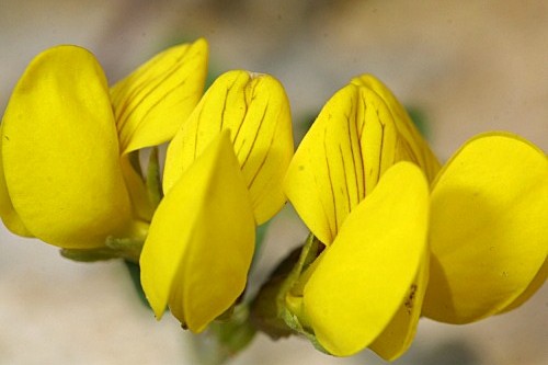 Lotus ornithopodioides L.