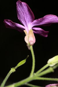 Lunaria annua subsp. annua L.