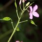 Lunaria annua subsp. annua L.