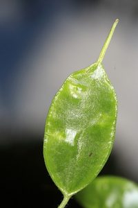 Lunaria annua subsp. annua L.