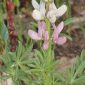 Lupinus gredensis Gand.
