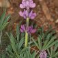Lupinus hispanicus Boiss. & Reut.