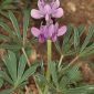 Lupinus hispanicus Boiss. & Reut.