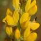 Lupinus luteus L.