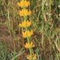 Lupinus luteus L.