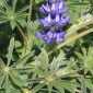 Lupinus micranthus Guss.