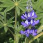 Lupinus micranthus Guss.