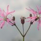 Lychnis flos-cuculi L.