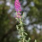 Lythrum salicaria L.