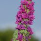 Lythrum salicaria L.