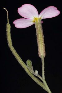 Malcolmia triloba (L.) Spreng.