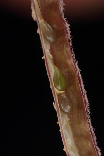 Malcolmia triloba (L.) Spreng.