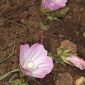 Malope malacoides L.