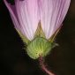 Malope malacoides L.