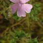 Malva hispanica L.