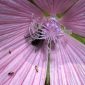 Malva hispanica L.