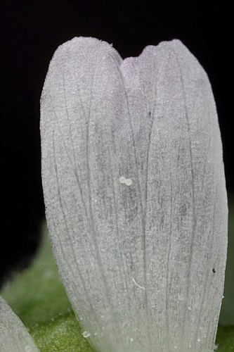 Malva parviflora L.