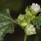 Malva parviflora L.