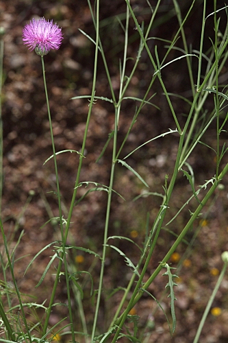 Mantisalca salmantica (L.) Briq. & Cav.