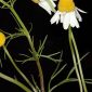Matricaria chamomilla L.