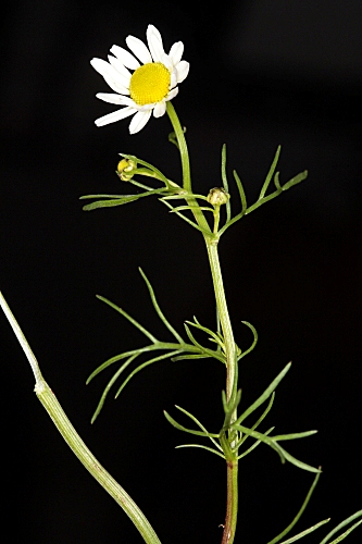 Matricaria chamomilla L.