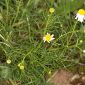 Matricaria chamomilla L.