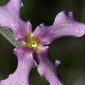 Matthiola fruticulosa (L.) Maire