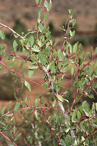 Maytenus senegalensis (Lam.) Exell