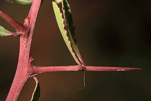 Maytenus senegalensis (Lam.) Exell