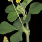 Medicago lupulina L.