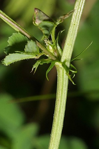 Medicago orbicularis (L.) Bartal.