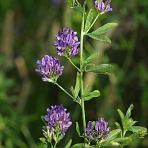 Medicago sativa L.
