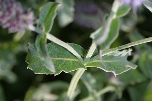 Mentha longifolia (L.) Huds.