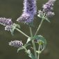 Mentha longifolia (L.) Huds.