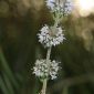 Mentha pulegium L.