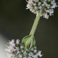 Mentha pulegium L.