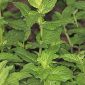 Mentha spicata L.