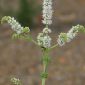 Mentha suaveolens Ehrh.