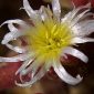 Mesembryanthemum nodiflorum L.