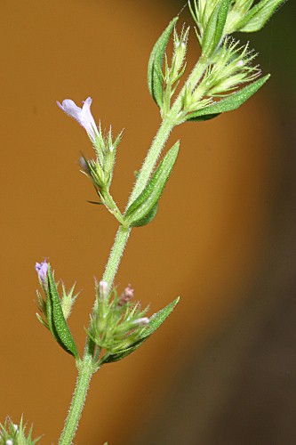 Micromeria graeca (L.) Benth. ex Rchb.