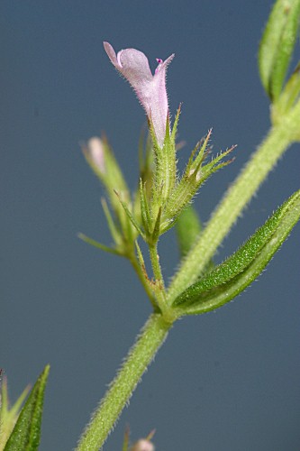Micromeria graeca (L.) Benth. ex Rchb.
