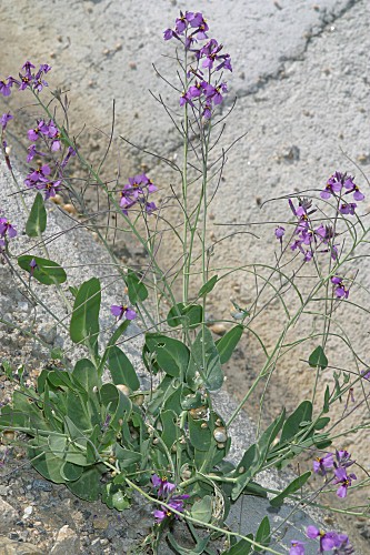 Moricandia arvensis (L.) DC.