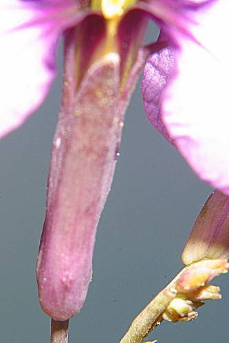 Moricandia arvensis (L.) DC.